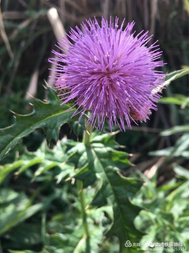 侠客游记只为圆一个东极梦2017513514