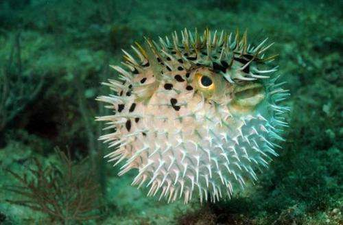 然后生活在水里,身上长着很多刺而且还有毒刺应该是来源于河豚 不过他