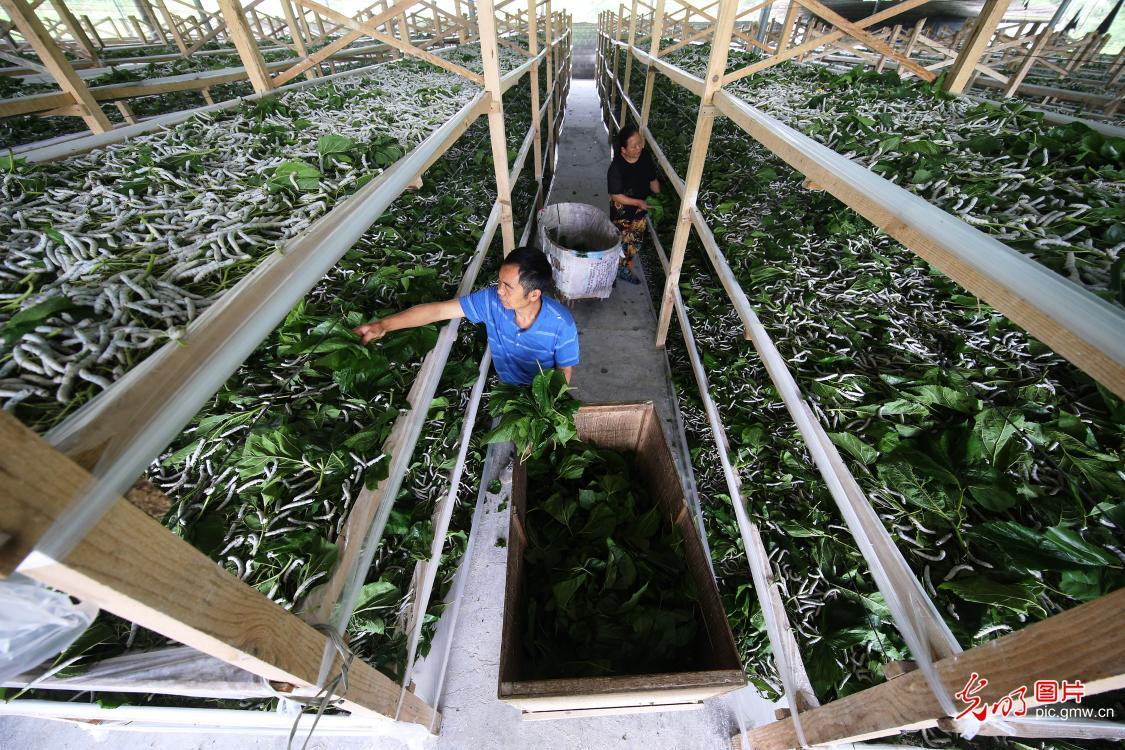 2020年5月26日,重庆市黔江区太极乡太和村民在养蚕大棚里管护小蚕.