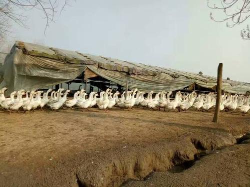 养鹅大棚简易的建设方法-西洼禽业养鹅技术指导篇