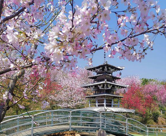 【38女神节】满园春色关不住,杭州樱花园浪漫来袭!