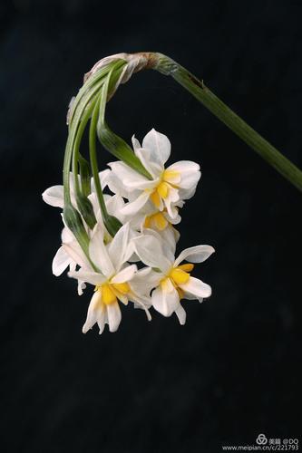 玉玲珑: 崇明水仙,重瓣,花冠褶皱,十分素雅,香气浓郁.