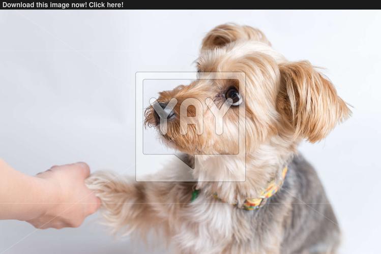 yorkshire terrier giving paw