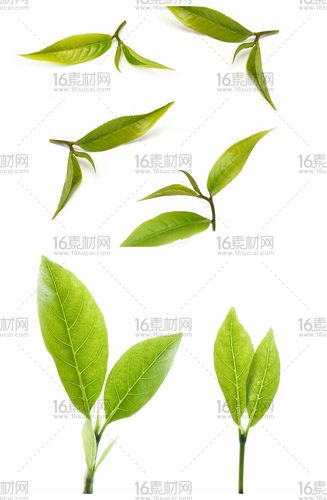 关键词:春季茶叶高清图片绿茶春茶茶叶叶子绿叶保健茶休闲饮品 下载