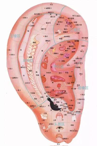 耳朵里的秘密!神奇的耳穴