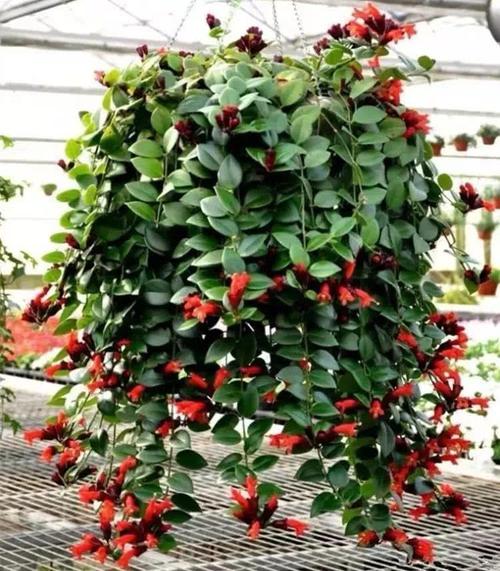 吊兰居然有这么多品种你养过几种呢