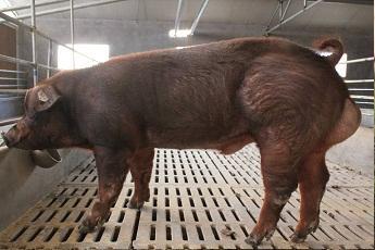 二元母猪 买10头赠1头;买 30头赠新美系杜洛克,长白,大约克原种公猪