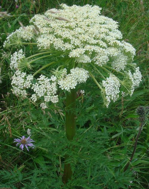 草甸阿魏(学名:ferula kingdon-wardii)是伞形科阿魏属的植物,是中国