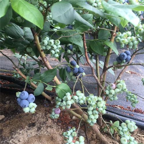 早蓝蓝莓苗价格,早蓝蓝莓苗基地