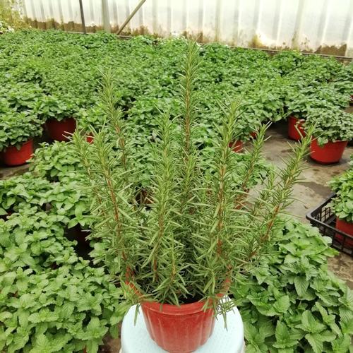 可驱蚊 西餐糕点烘焙 百里香香草盆栽 可食用香草 迷迭香盆栽