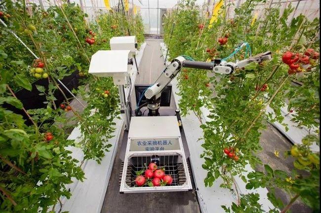 四,"智慧农业"得到发展,人工智能技术被广泛应用,取得不错的成果