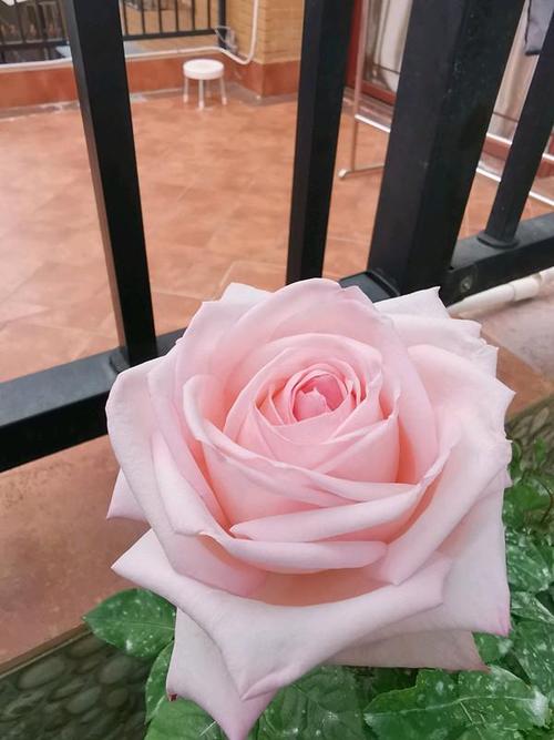 又美又香的切花玫瑰—"粉荔枝",是这个月季花品种,在家也能养