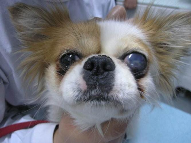 狗狗青光眼.jpg