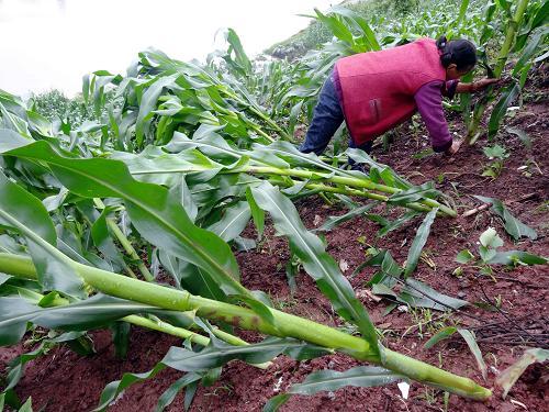 暴风雨致四川达州43万亩玉米受灾