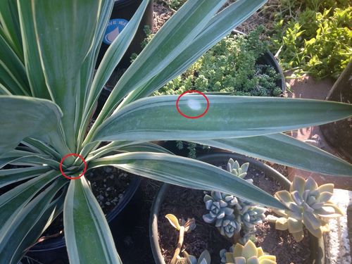 凤尾兰叶子上有白圈,是病了么?