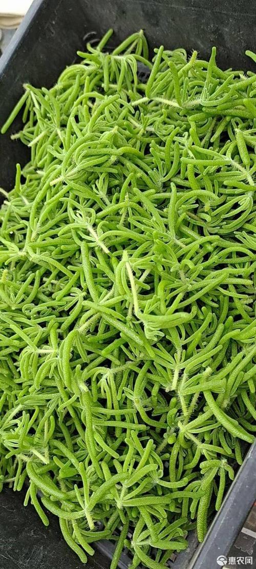 非洲冰草冰山美人雪山冰草冰草苗仙草枝干番杏货源紧张