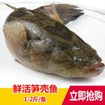 笋壳鱼 笋鱼 泰国淡水鱼类 河鱼 笋鱼 芦笋鱼 500-1000克一条
