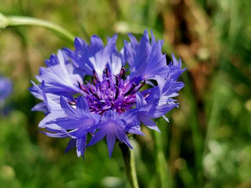 蓝花矢车菊