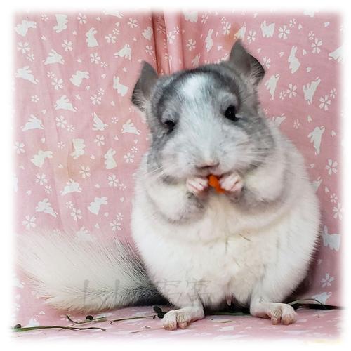 窝窝纯白白色斑龙猫宝宝自家繁育身体健康龙猫