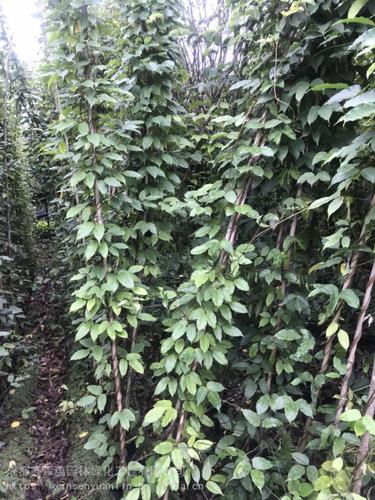 大量供应牛马藤工程苗牛马藤批发基地常绿藤本植物出售
