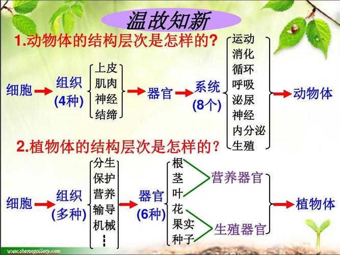 2.4 单细胞生物 (共24张)ppt