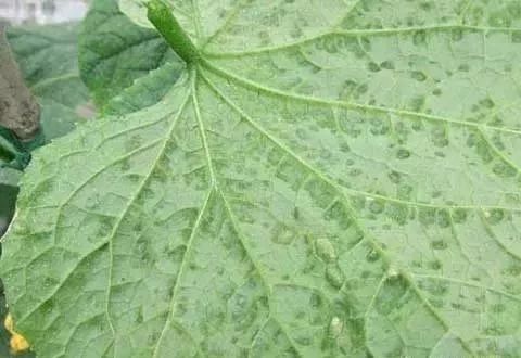 灰霉病,晚疫病,霜霉病,菌核病分不清?3分钟学会!