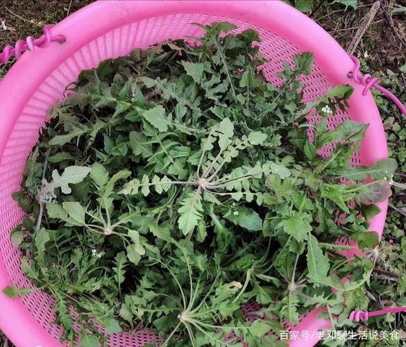 在水乡洪湖的田间地头,这种野芥菜你吃过吗