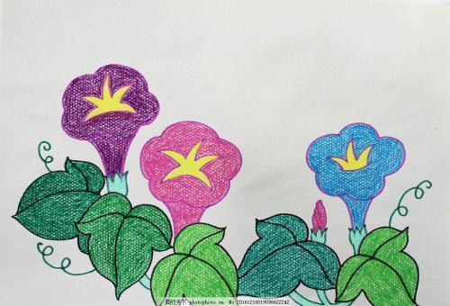 儿童画牵牛花藤简笔画