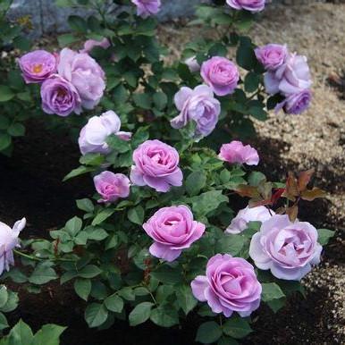 【可乐的花园】特惠 欧月蓝色风暴月季花苗玫瑰盆栽 暗恋的心灌木