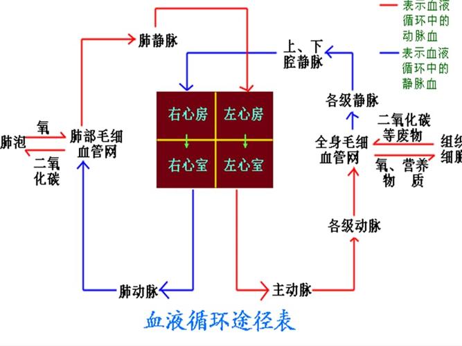 人体四大系统