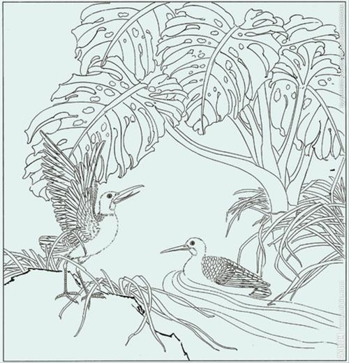 龟背竹水禽线描 龟背竹水禽白描图片