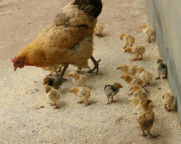 母鸡带小鸡觅食,好一幅温馨的场面.