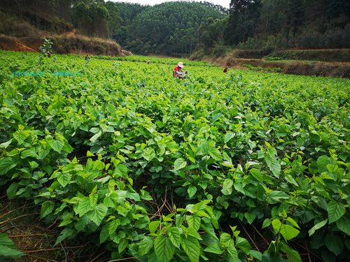 认识春季桑园管理的重要性!
