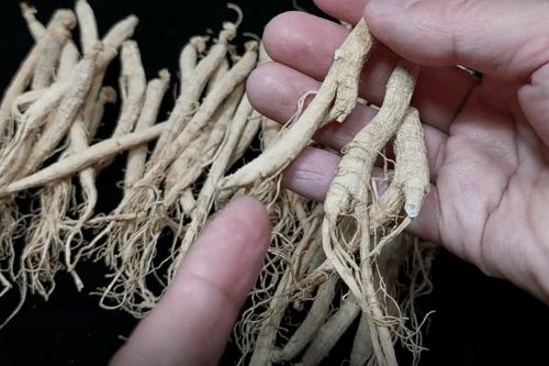 如何辨别有毒的硫磺人参看准这4个地方毒人参立马现原形