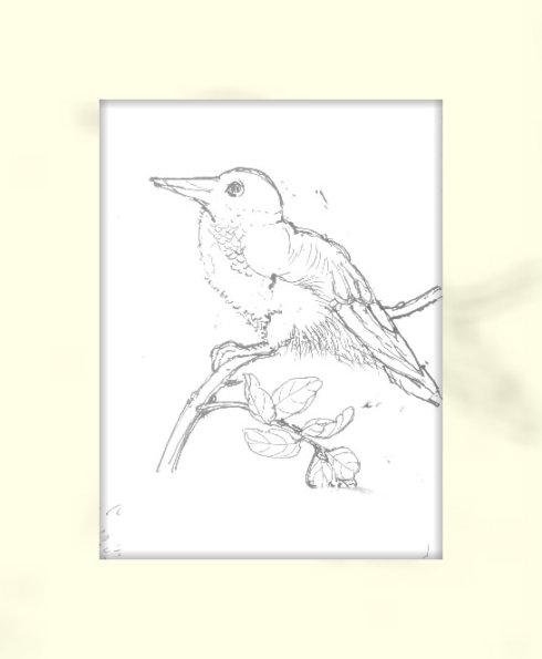 爱鸟画鸟