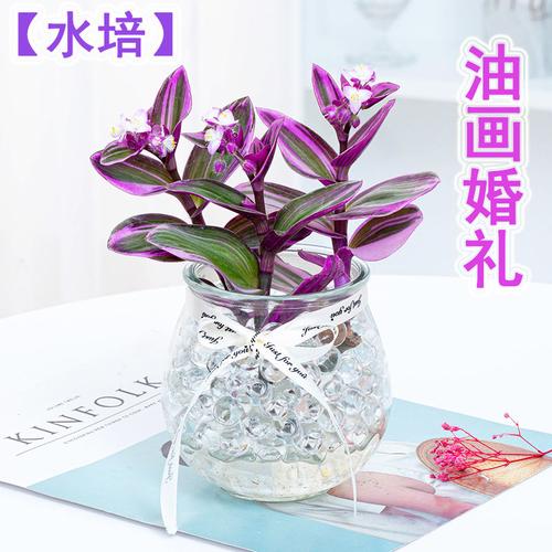 油画婚礼水培植物室内客厅绿植花卉办公室桌面盆栽水养吊兰 油画婚礼