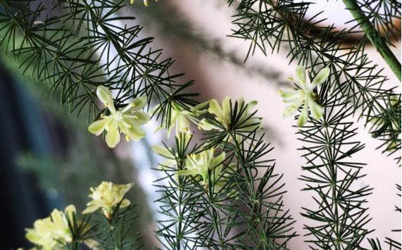 世界上叶子最小的植物,居然是它?家家都有!