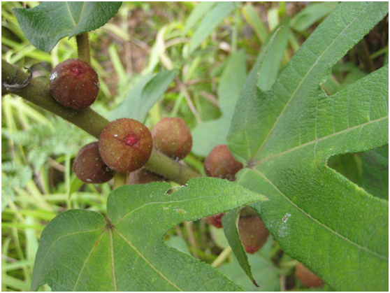 野生山黄瓜草的功效