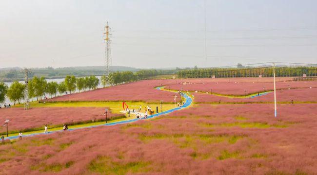 波浪像是闯进了爱丽丝的魔法仙境踏入粉黛花海华山润丰湖花海small