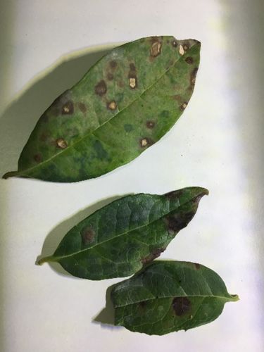 桂花生病啦,掉叶子,叶子长斑怎么办