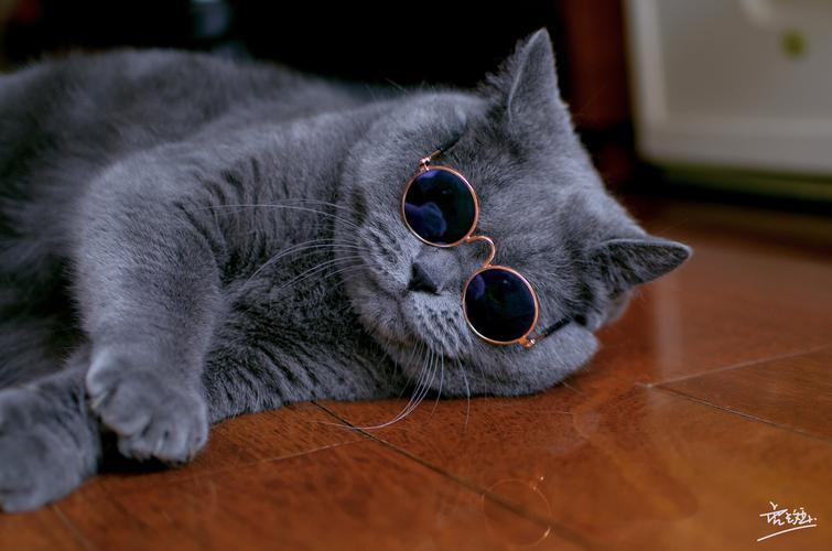 007-拍够100只猫/英短
