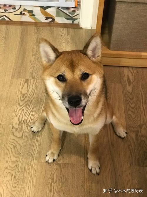 拥有一只柴犬是什么样的体验呢?