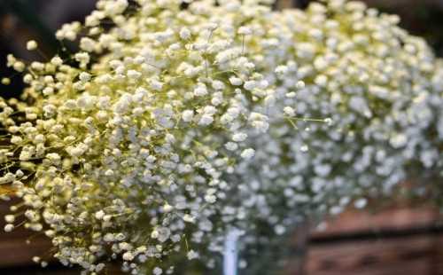 适合春天种植的花卉植物
