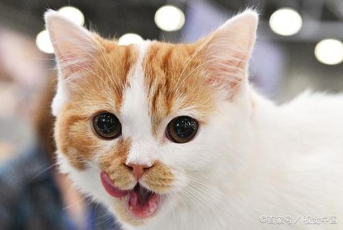 萌猫照片合集二:第五张看起来萌萌哒!