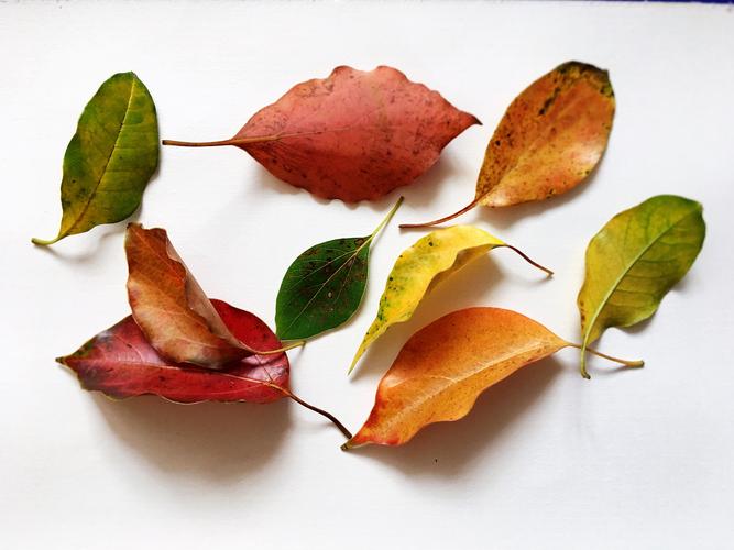 第一片叶子叶脉画的有点多了,第一次原创,多多包涵.