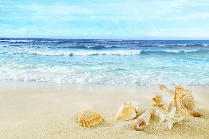 沙滩上有贝壳的海滩景色