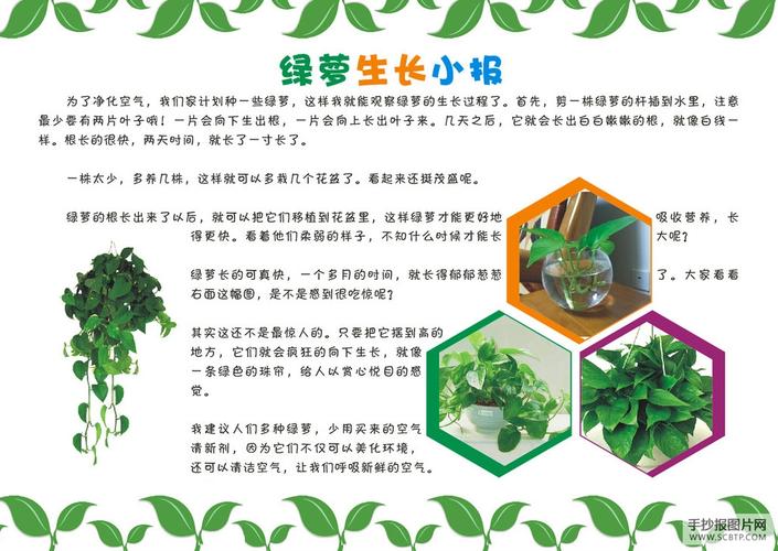 绿萝的生长生物手抄报--手抄报图片简单又漂亮