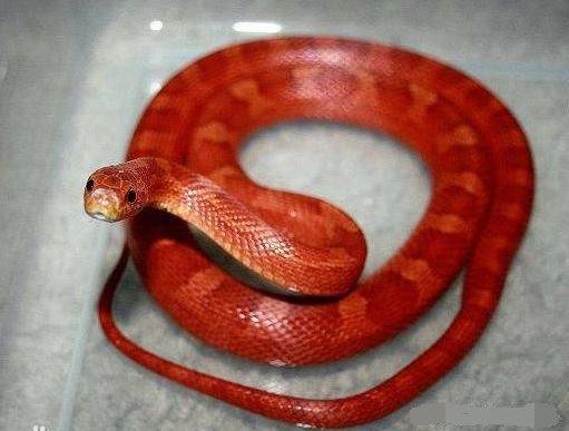 忽然有一条小红蛇从屋顶掉到地上,向着王稔蟠踞着.