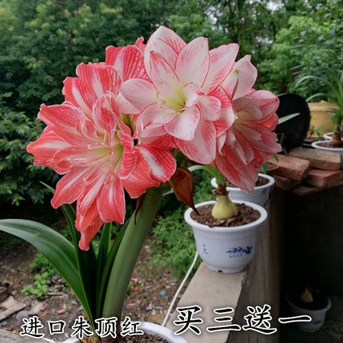 喜欢荷兰进口重瓣朱顶红种球大球的还喜欢