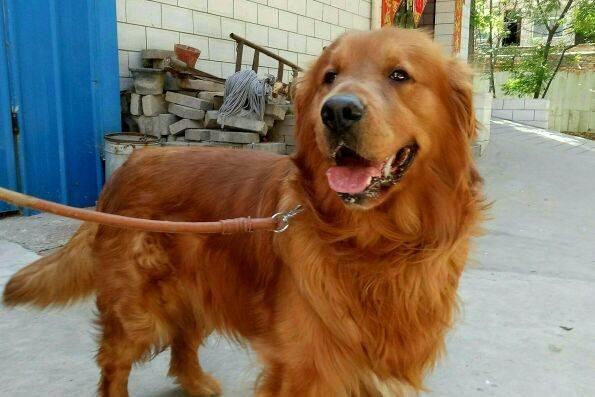 ""枫叶红金毛种公对外借配了